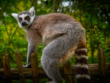 Popular animals of monkey species. Black and white animal. Group of ring tailed lemurs - catta...
