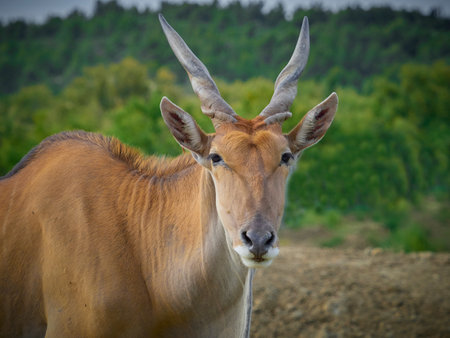 Portrait of cape antelope in natural habitat. Detail of eland antelope (Tragelaphus oryx) in natural...