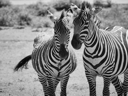 Detail color portrait zebra in black and white. Picture from animal's world. Two zebras in nature.の写真素材