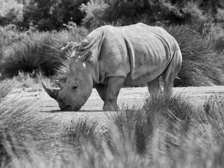 Portrait rhinocero in natural environment. Black and white color photo. Rhino on nature. Photo from animal world.の写真素材