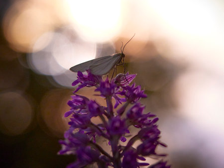 A white butterfly sits on an orchid in the morning light. Photos from nature.の写真素材