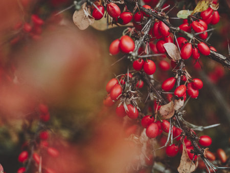 Red autumn berries on right, blurred foreground left, vibrant seasonal colors, fall decoration,...