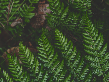 Soft natural photo of fern leaf tips reaching into the frame from the lower edge, surrounded by gentle forest light and blurred woodland background. Calm mood, minimal and organic nature detail.の写真素材