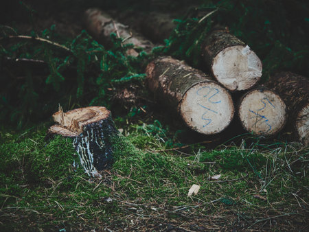 Side view forest shot, focus on fallen stump with visible tree rings, stacked logs and trunks leading out of frame, blurred background of trees, muted tones, rustic natural composition, detailed wood texture.の写真素材