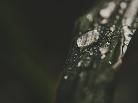 Single water droplet on grass blade, a few smaller droplets nearby, dark green matte tone, blade positioned right, left clean space for text, minimal natural composition, soft focus, peaceful macro scene.の写真素材