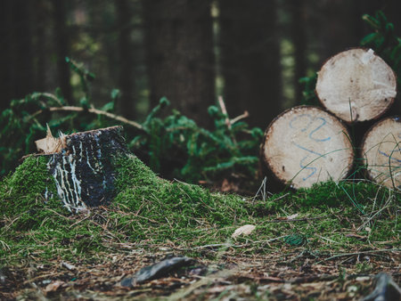 Forest ground-level shot, focus on fallen tree trunk on left, three cut logs stacked on right, blurred background of trees, scattered pine branch, rustic natural composition, warm subtle tones, detailed wood texture.の写真素材