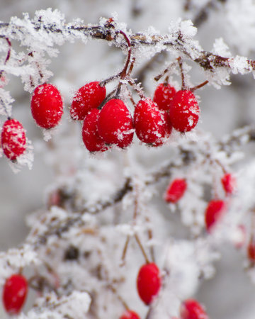 Vertical close-up of bright red winter berries covered with delicate frost and ice crystals on a...