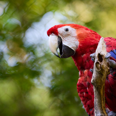Colorful scarlet macaw parrot portrait perched on a branch with vibrant red feathers and tropical...