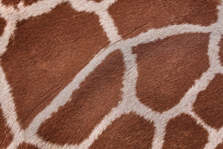 Close up detail of natural giraffe fur showing authentic brown patches and soft cream lines. The...