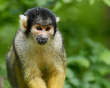 Portrait of a squirrel monkey (Saimiri) looking at camera in natural green environment with soft...