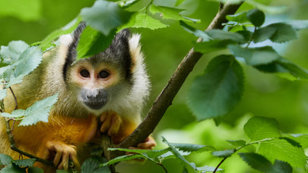 Squirrel monkey banner (Saimiri) sitting on a tree branch surrounded by green leaves in a natural...