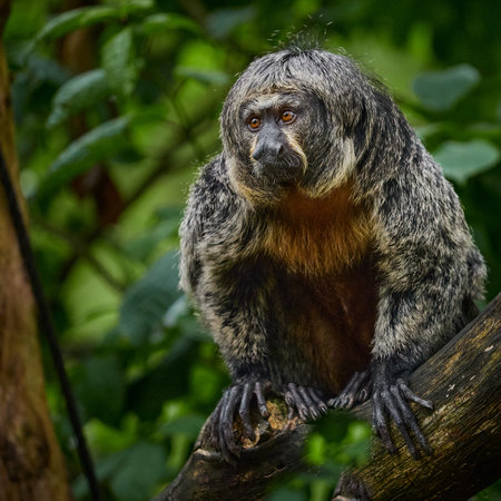 Saki monkey sitting on a tree branch and looking to the side in lush tropical rainforest...
