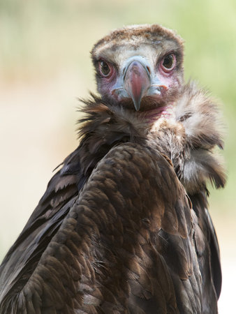 Close up portrait of vulture with detailed feathers and strong beak. Wildlife bird of prey looking directly at camera with soft natural background.の写真素材