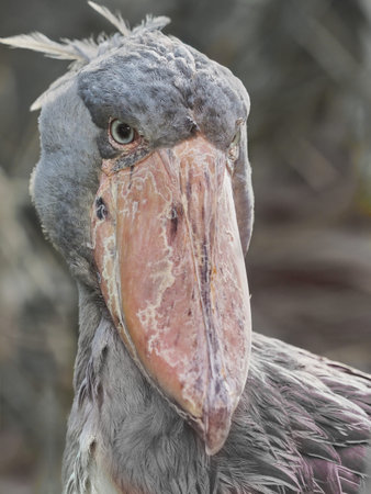 Close up portrait of shoebill stork with large bill and intense gaze, rare African bird species...