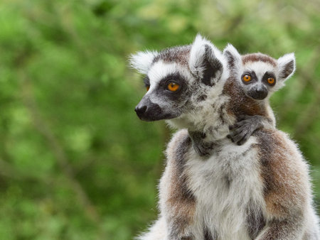 Ring tailed lemur mother carrying baby on her back in green forest environment, wildlife family...