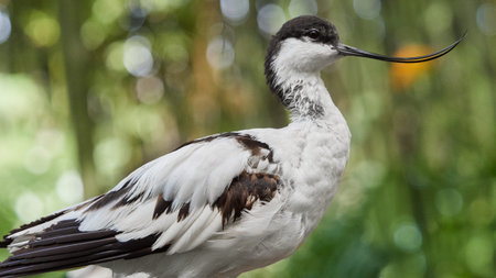 Full body portrait of avocet bird with long curved beak standing in natural environment with soft...