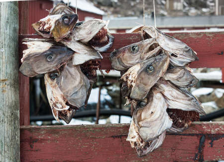 Heads of cod fish hanged for drying in Lofoten, Norwayの写真素材
