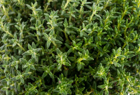 Thyme fresh green leaves as background