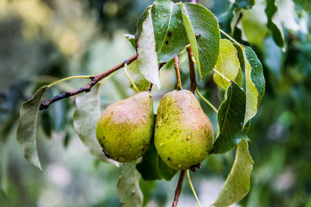Wild pears on a branch full of raindropsの写真素材