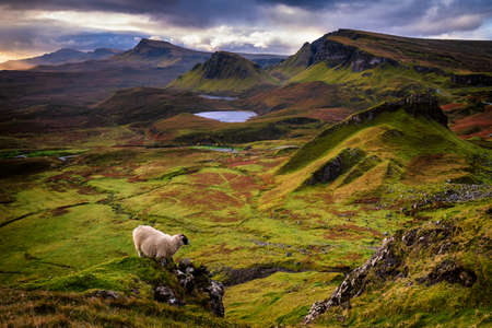 Sheep are free in Quiraing. They climb wherever they like for the precious grass.の写真素材