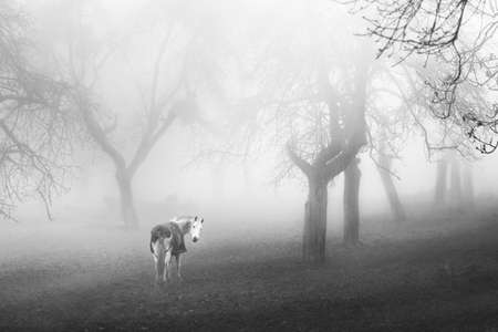 Looking for a horse? Come, ride me, I will take you in the mystic world.の写真素材