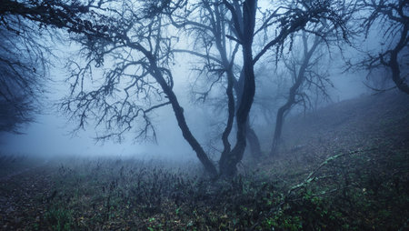 Mysterious autumn forest in fog. Autumn morning in Crimea (Mountain Ai-Petry)の写真素材