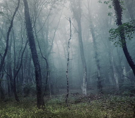 Mysterious spring forest in fog. Morning in Crimeaの写真素材