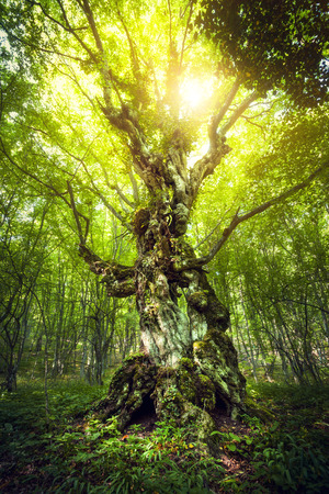 Magic Tree. Beautiful spring sunrise in the forest in Crimeaの写真素材