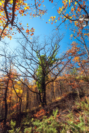 Beautiful tree. Autumn evening in the forest in Crimea.の写真素材