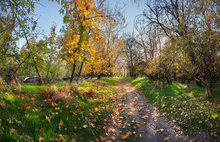 Beautiful autumn sunset in the forest in Ukraine.の写真素材
