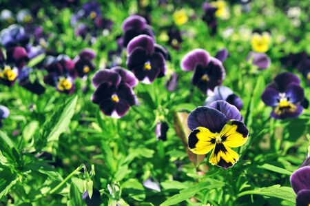 Flowers and green bushes in the park in spring in Crimea. Nature background