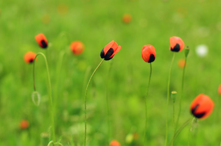 Meadow with beautiful red poppy flowers in spring in Crimeaの写真素材