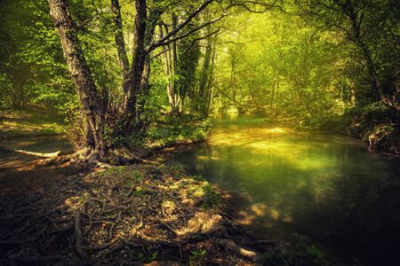 美しい森の写真 イラスト素材一覧 2 935 297件 ストックフォトのamanaimages Plus