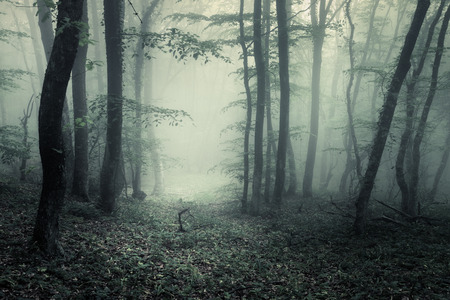 Trail through a mysterious dark forest in fog with green leaves. Spring morning in Crimea. Magical atmosphere. Fairytaleの写真素材