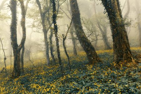 Mysterious beautiful forest in fog with green leaves and yellow flowers. Beautiful spring morning in Crimea. Magical atmosphere. Fairytaleの写真素材