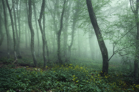 Trail through a mysterious dark forest in fog with green leaves and yellow flowers. Spring morning in Crimea. Magical atmosphere. Fairytale