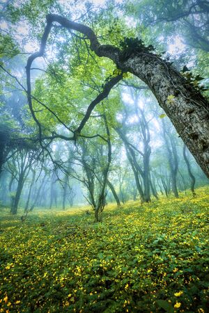 Mysterious forest in fog with green leaves, yellow flowers and blue sky. Beautiful spring morning in Crimea. Magical atmosphere. Fairytaleの写真素材