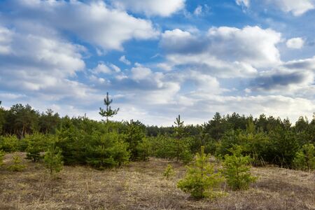 Beautiful green pine trees in spring forest with clouds at sunset. Spruce, fir tree. Ukraineの写真素材