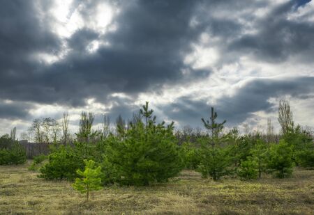 Beautiful green pine trees in spring forest with clouds at sunset. Spruce, fir tree. Ukraineの写真素材