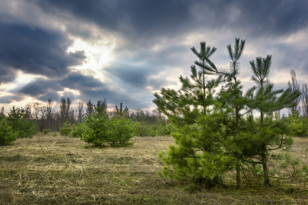 Beautiful green pine trees in spring forest with clouds at sunset. Spruce, fir tree. Ukraineの写真素材