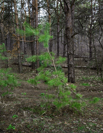 Beautiful green pine tree in spring forest. Spruce, fir tree. Ukraineの写真素材