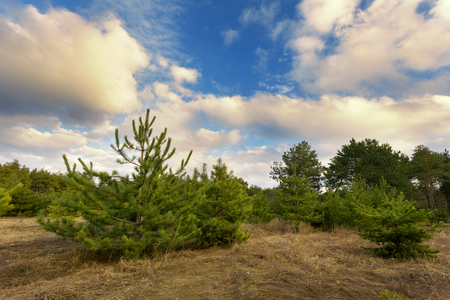 Beautiful green pine trees in spring forest with clouds at sunset. Spruce, fir tree. Ukraineの写真素材