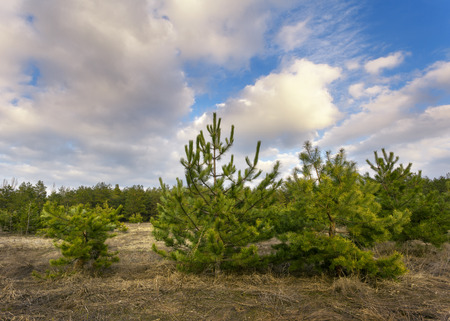 Beautiful green pine trees in spring forest with clouds at sunset. Spruce, fir tree. Ukraineの写真素材