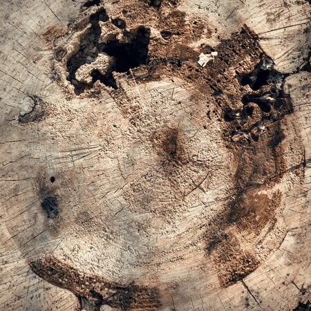 old wood texture. background panels for design. treeの写真素材
