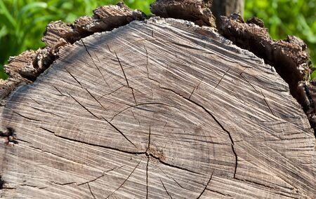 old wood texture. background panels for design. treeの写真素材
