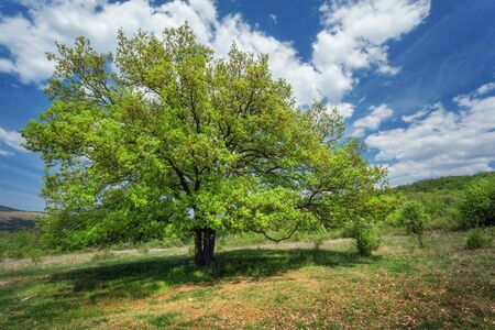 Sunset landscape. Lonely tree in summer. crimean mountainsの写真素材