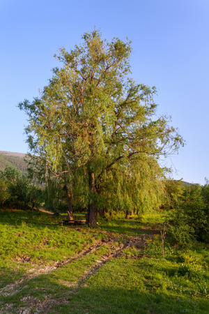 Sunset landscape. Lonely tree in summer. crimean mountainsの写真素材