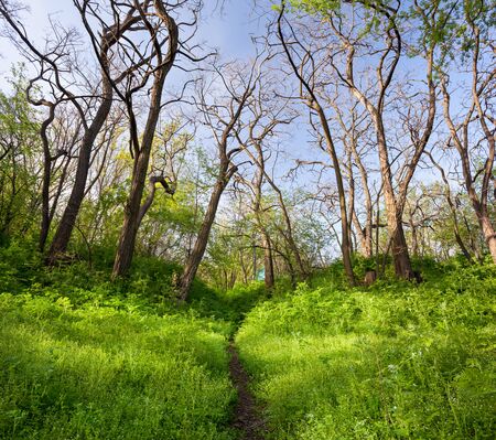 Spring sunset in beautiful magic forest with green plants trees and trail. Landscapeの写真素材