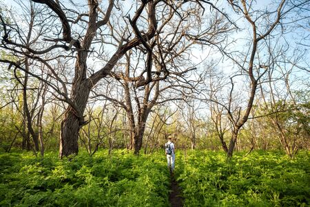 Spring sunset in beautiful magic forest with man green plants trees and trail. Landscape