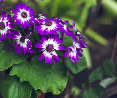 Beautiful spring flowers. Art Design. Backgroundの写真素材